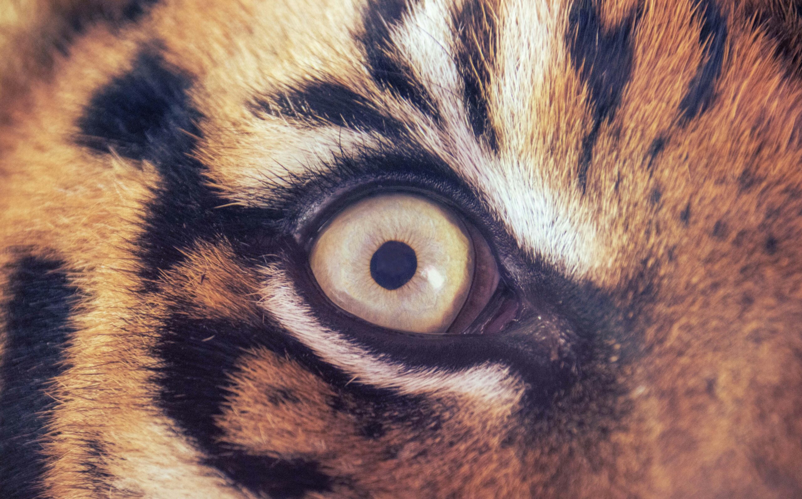 タイガーアイ