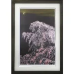 千住博 夜桜月下