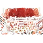 珊瑚 サンゴ ネックレス リング ブローチ トップ等 アクセサリー 大量おまとめ