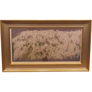 絵画 中島千波 身延山枝垂櫻