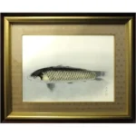 絵画 奥村土牛 鯉